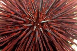 Sea urchin macro - looks dangerous, no? Photo taken in La... by Dallas Poore 